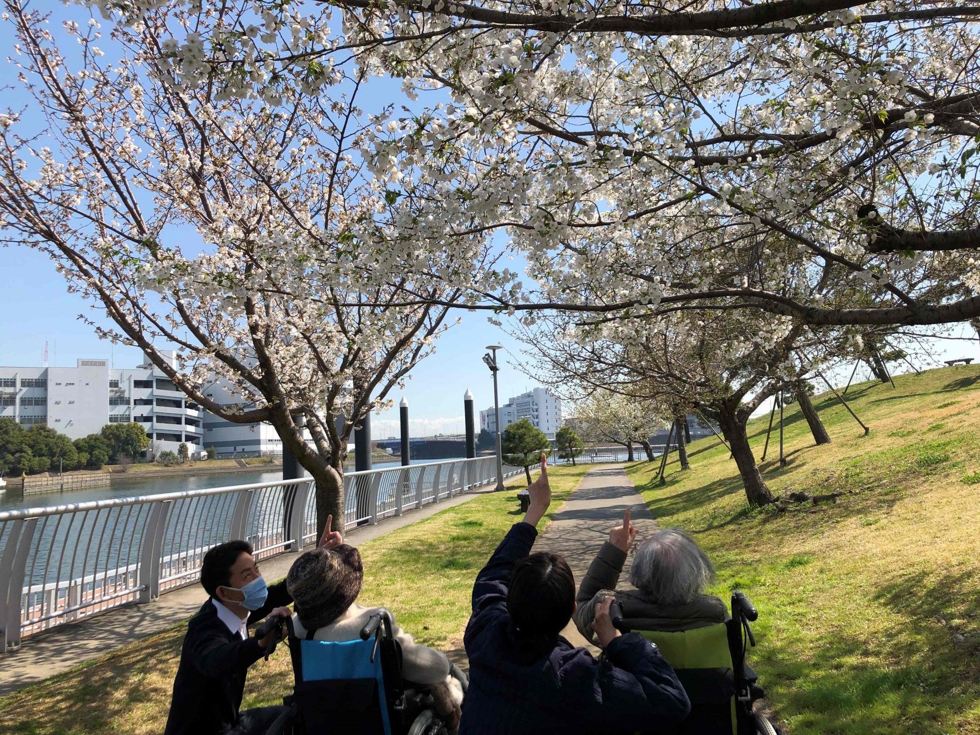 桜並木の散歩道