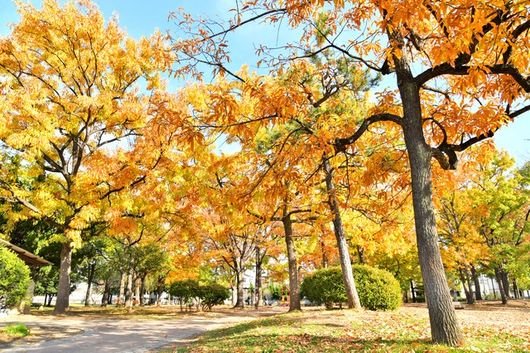 自然豊かな江戸川での暮らし