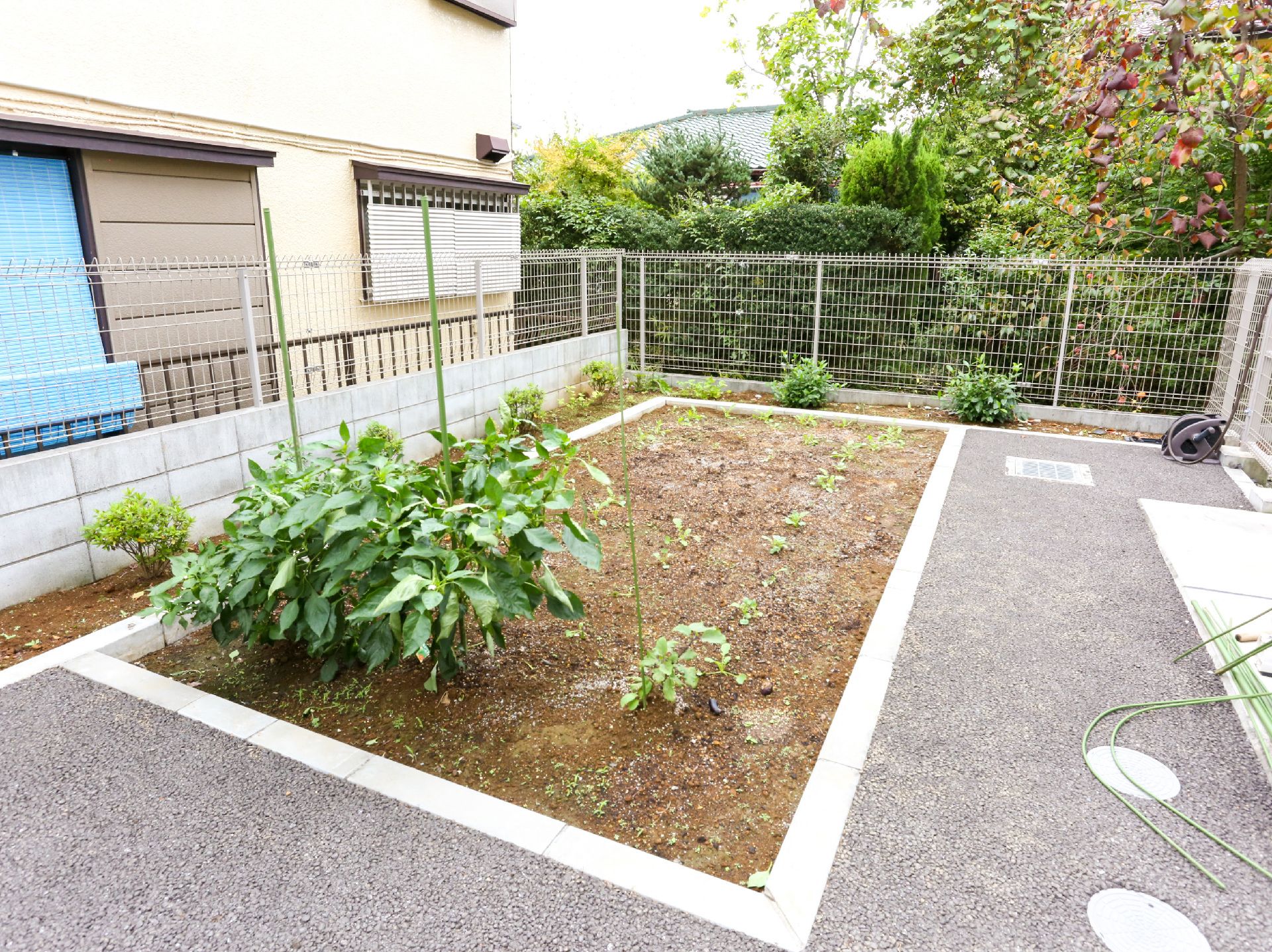 野菜が植えられた庭