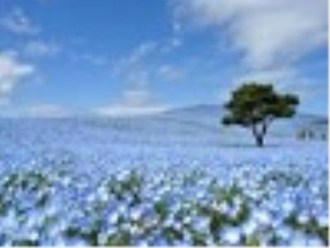 施設周辺には綺麗な花畑を眺められる公園がある。季節によって咲いている花が違うので、年中楽しんでいただける。