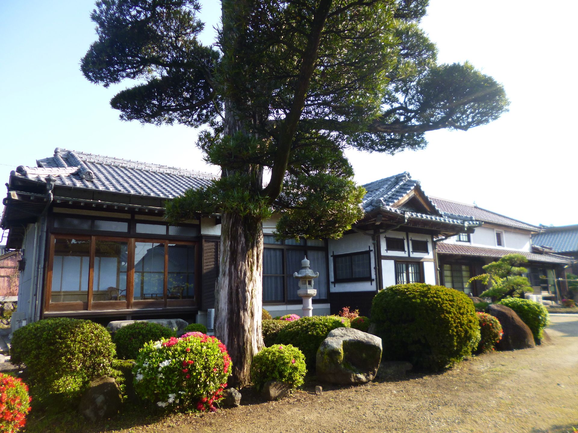 大きな松の木の後ろには昔ながらの和風の住まいが見える。平屋建てで日当たりもよい。