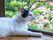 施設内で飼っている猫