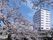 高層ビルのような大きな建物は白を基調としていてさわやかな印象。周辺には緑も多い。