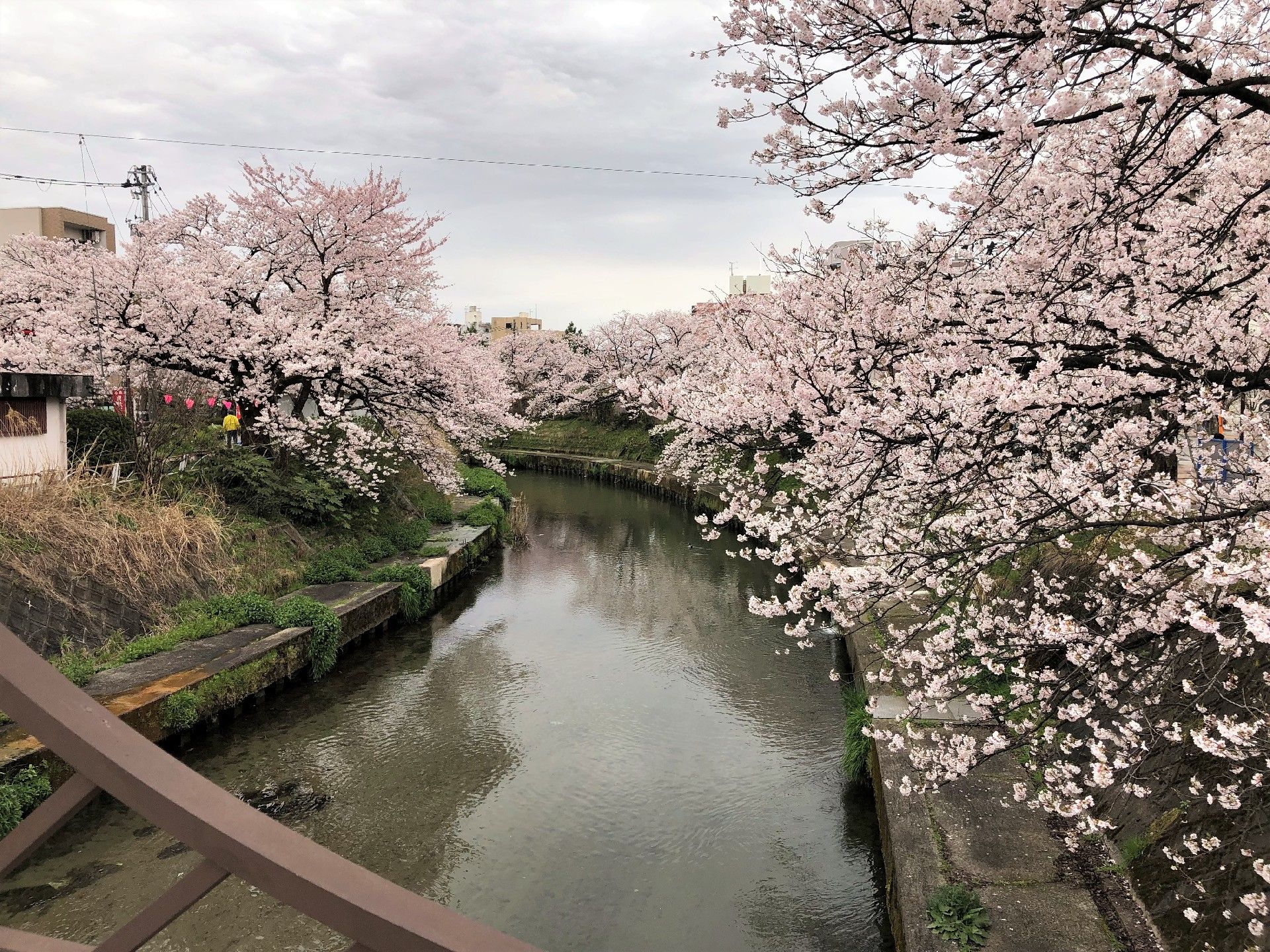 満開の桜の花が咲く川沿いの様子。曇り空の下に静かに流れる川が中央にあり、両サイドに桜並木がある。