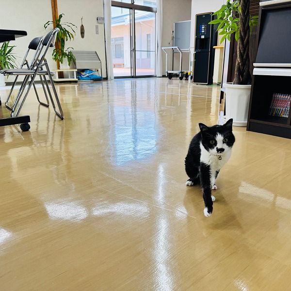 猫が歩く明るい室内