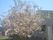 満開の桜の木と建物
