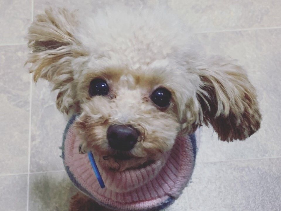 上を向いている薄茶色の小さなセラピー犬