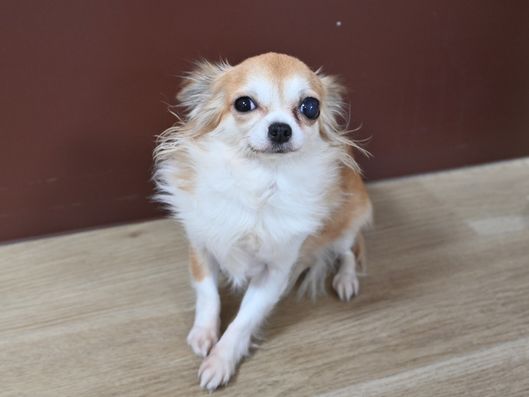 アニマルセラピー