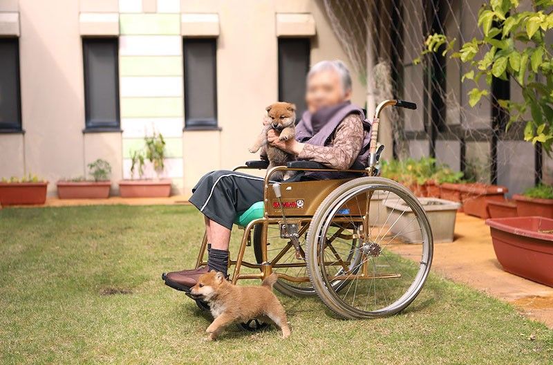 車椅子の方と子犬たちの庭