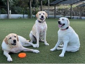 犬が３匹移っている施設の様子。施設１階のクリニックにいるセラピードッグ