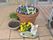 色とりどりの花の鉢植え