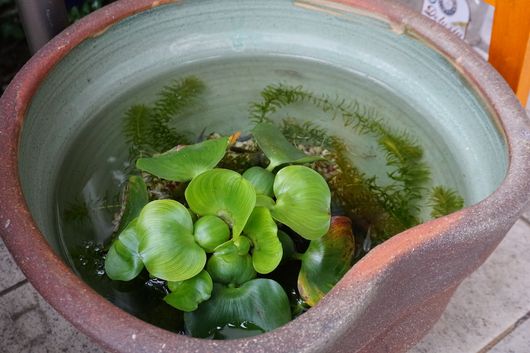展示物