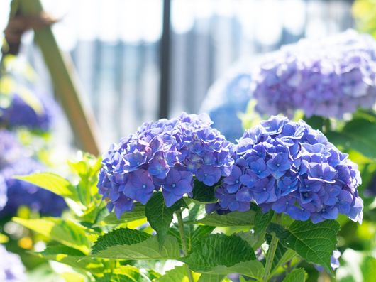 紫陽花