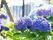 紫の花が咲いているアジサイ