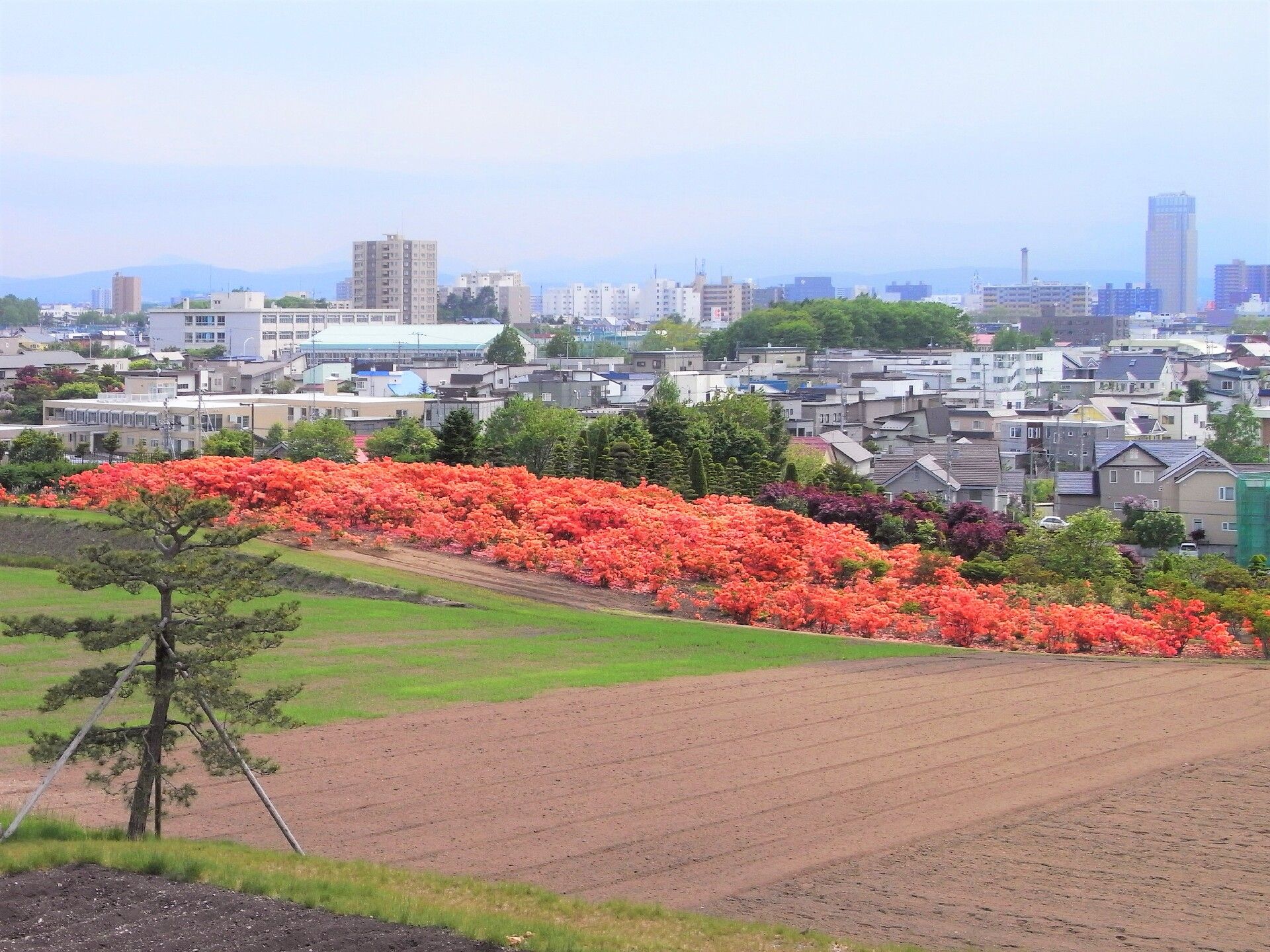 赤い花が畑の一角にたくさん咲いている。その向こうにはたくさんの住宅やビルなどが建ち並ぶ街並みが広がっている。