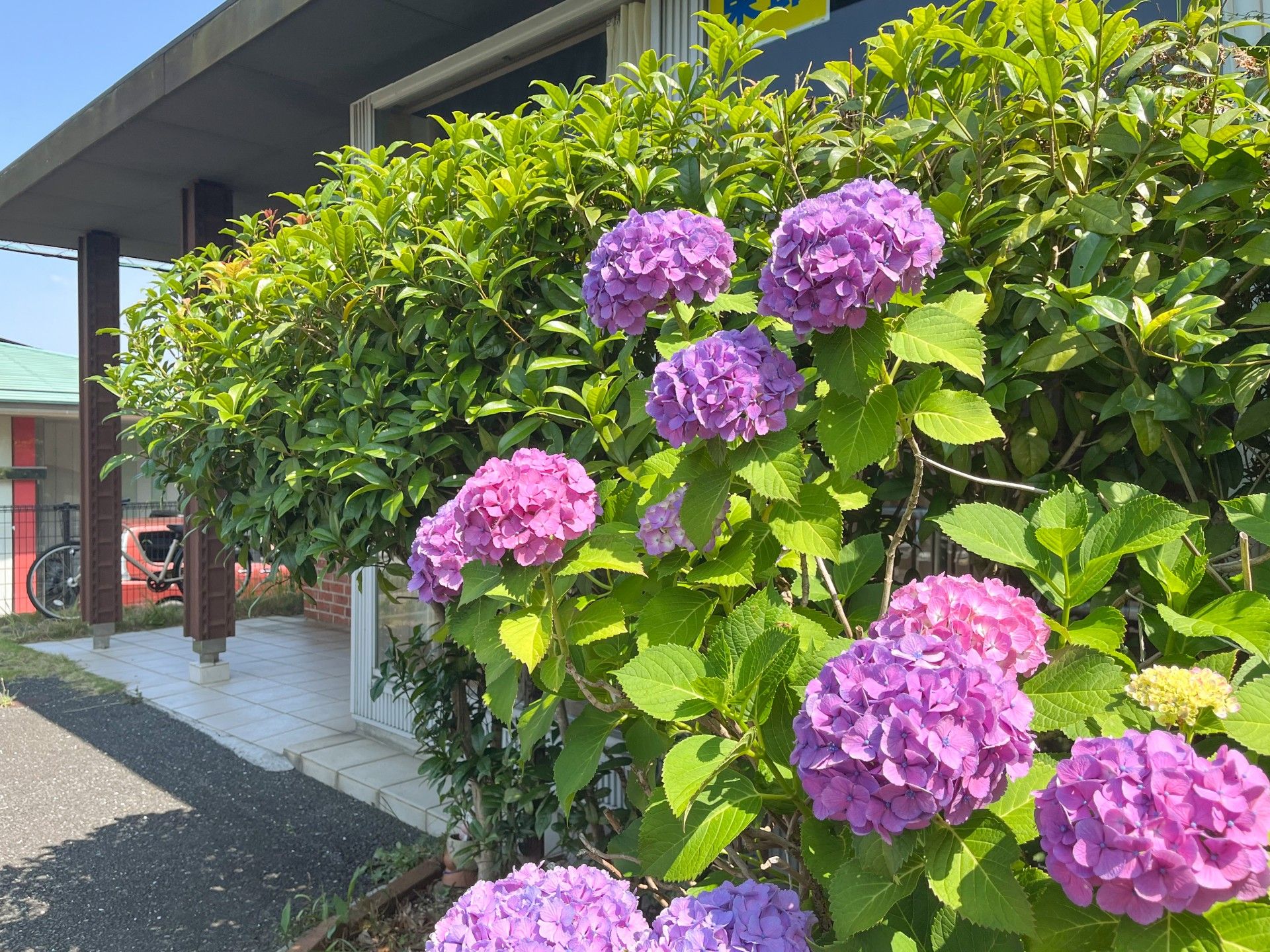 紫陽花が咲く入り口