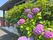 紫陽花が咲く入り口