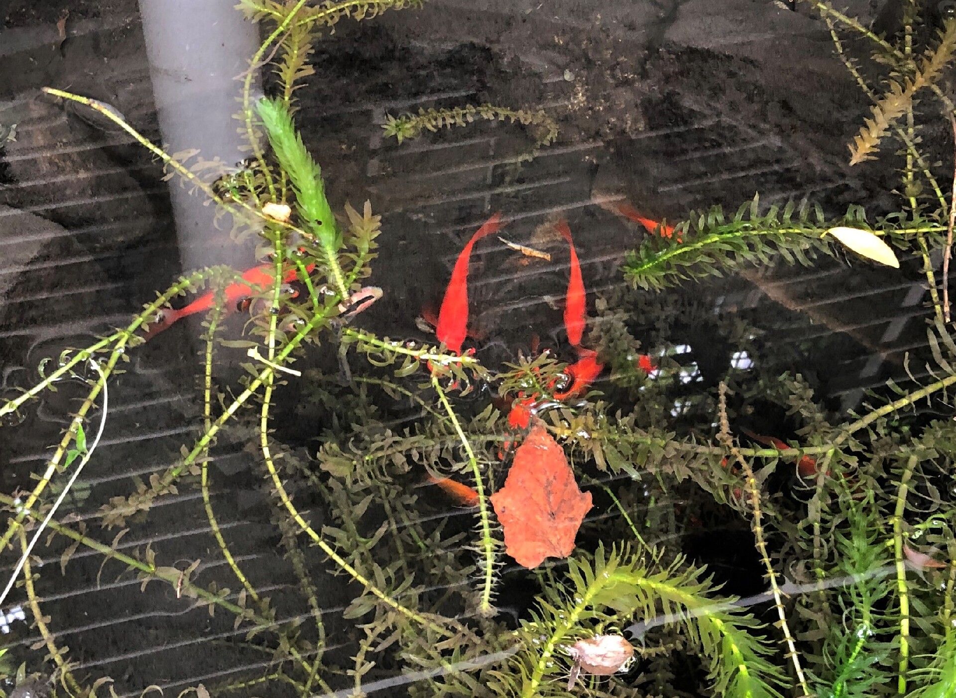 水中をゆったりと泳ぐ赤い金魚たち。水草の間を気持ちよさそうに泳いでいる様子。