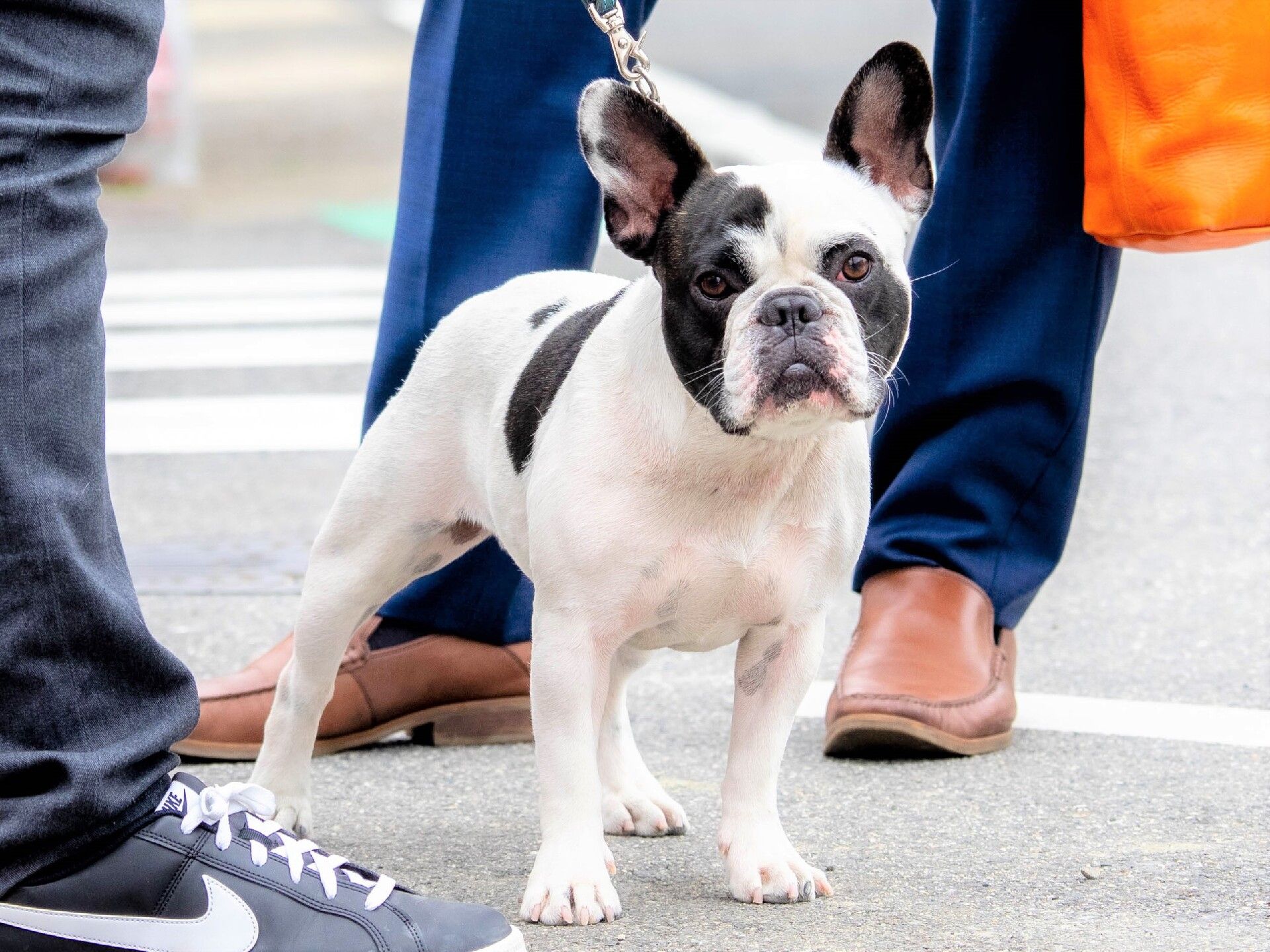 屋外で立ち止まり、正面を見ている白と黒の毛が短い犬。二人の人の靴が見える。