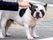 白と黒のパグのような外見の犬が屋外で鎖につながれ、その犬の頭を人の手が撫でている様子。