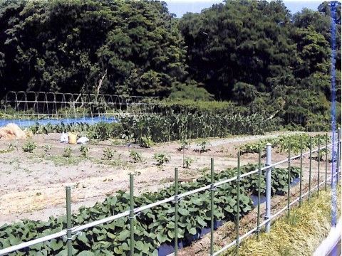 緑あふれる周辺環境。よく手入れされた畑にはたくさんの種類の野菜が植えられている。周りには手作りの柵もある。