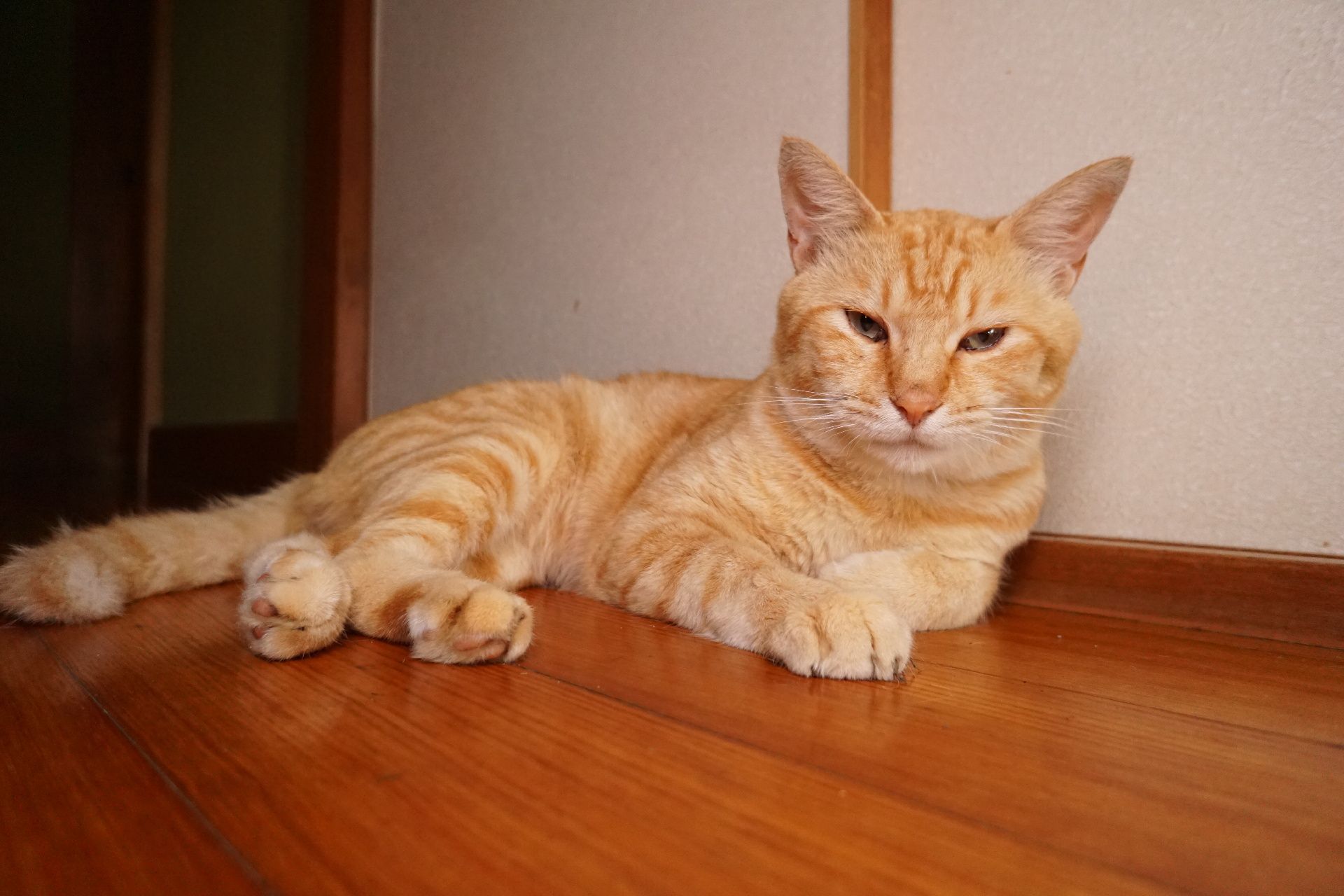 施設で飼育している猫