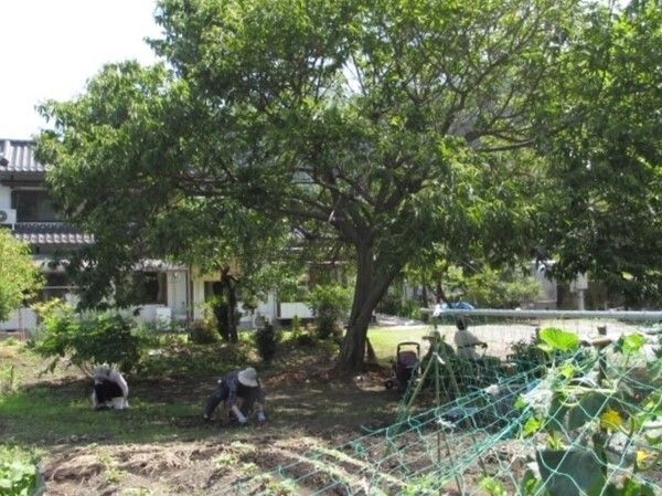 大きな緑の木の下で畑作業を楽しんでいるいる人たち。帽子をかぶって思い思いの場所で作業をしている。奥には和風の民家がある。
