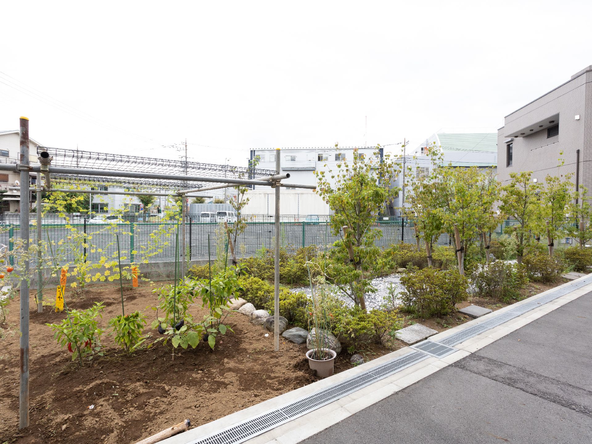 施設の近くに植えてある農作物