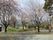 桜が咲く庭園