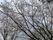 満開の桜の木々