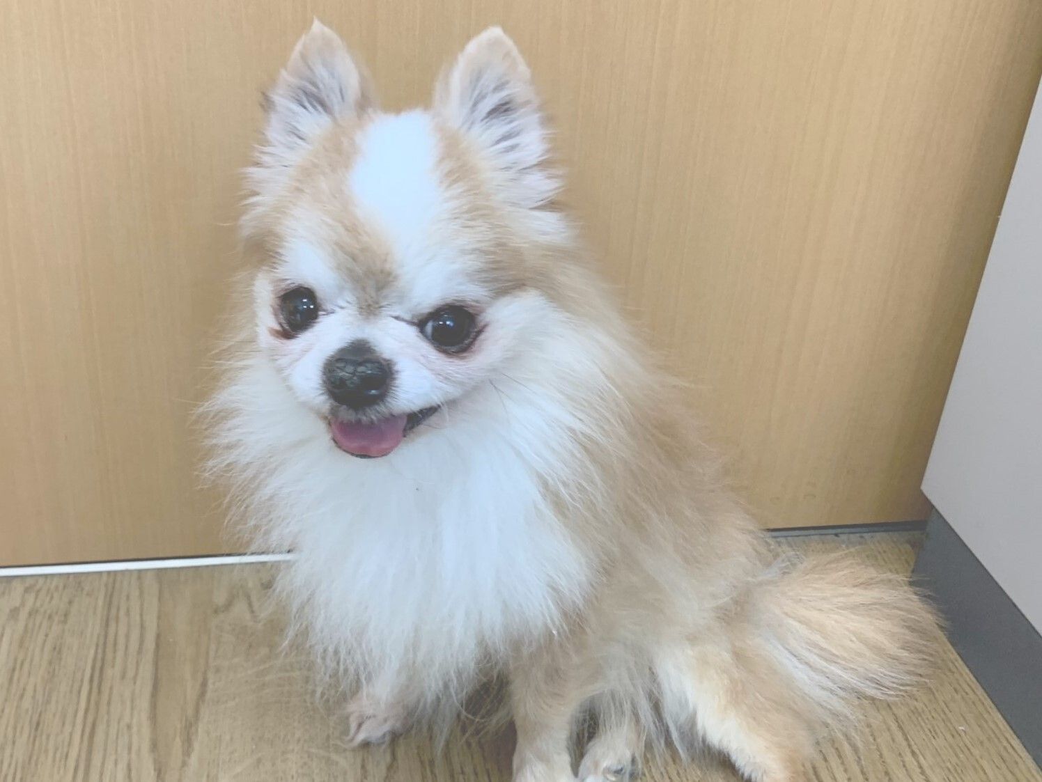座ってこちらを見ている白と茶色い毛の小型犬