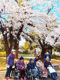 きれいな花が咲いた桜の木が何本もある場所で、車いすの高齢者たちとスタッフが過ごしている。