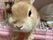 うさぎとのふれあいの瞬間