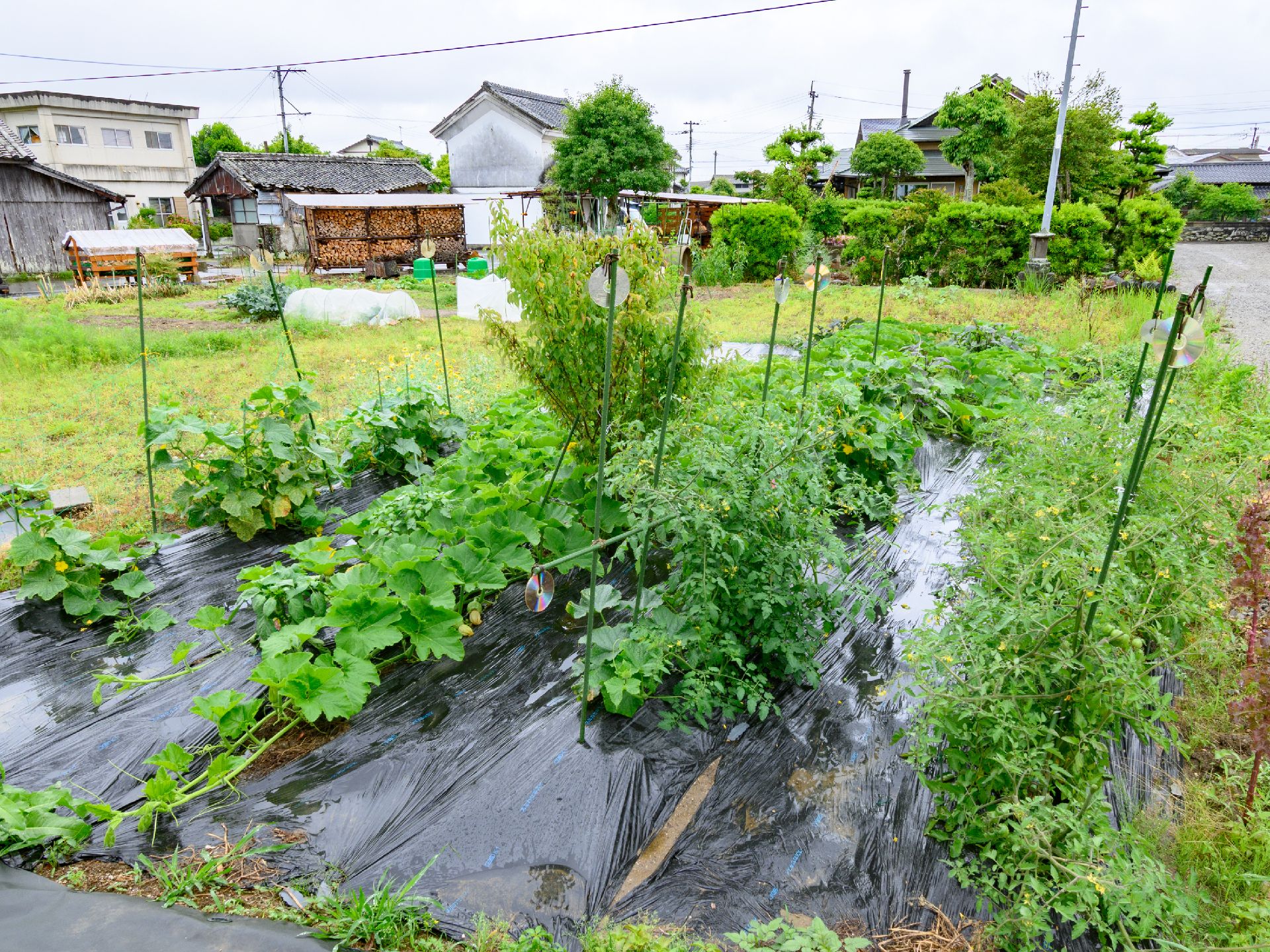 野菜を育てている畑