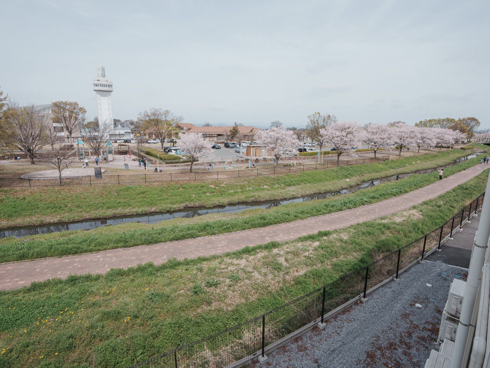 桜並木のある公園風景