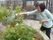 お庭で植物に水やりをする人