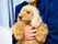 癒しの犬とのふれあい