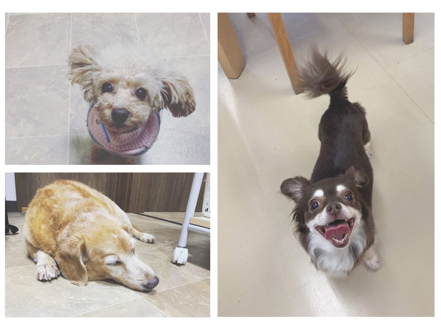 3種類の犬がそれぞれ気ままに過ごしている様子。ベージュの寝そべっている犬は少し大きいが、それ以外の2匹は小型犬で、一匹はニットの服を着ている。
