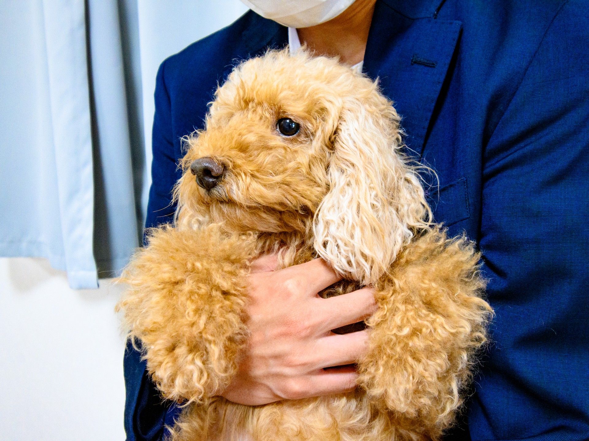 癒しの犬とのふれあい