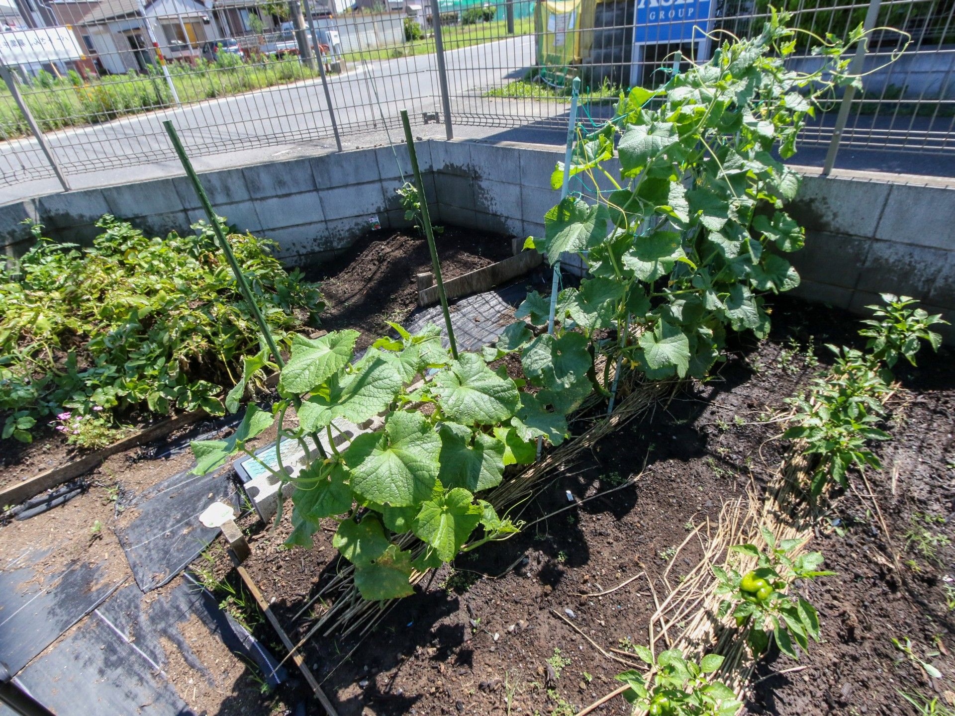 野菜が栽培されている畑