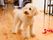 介護施設で飼っているペット