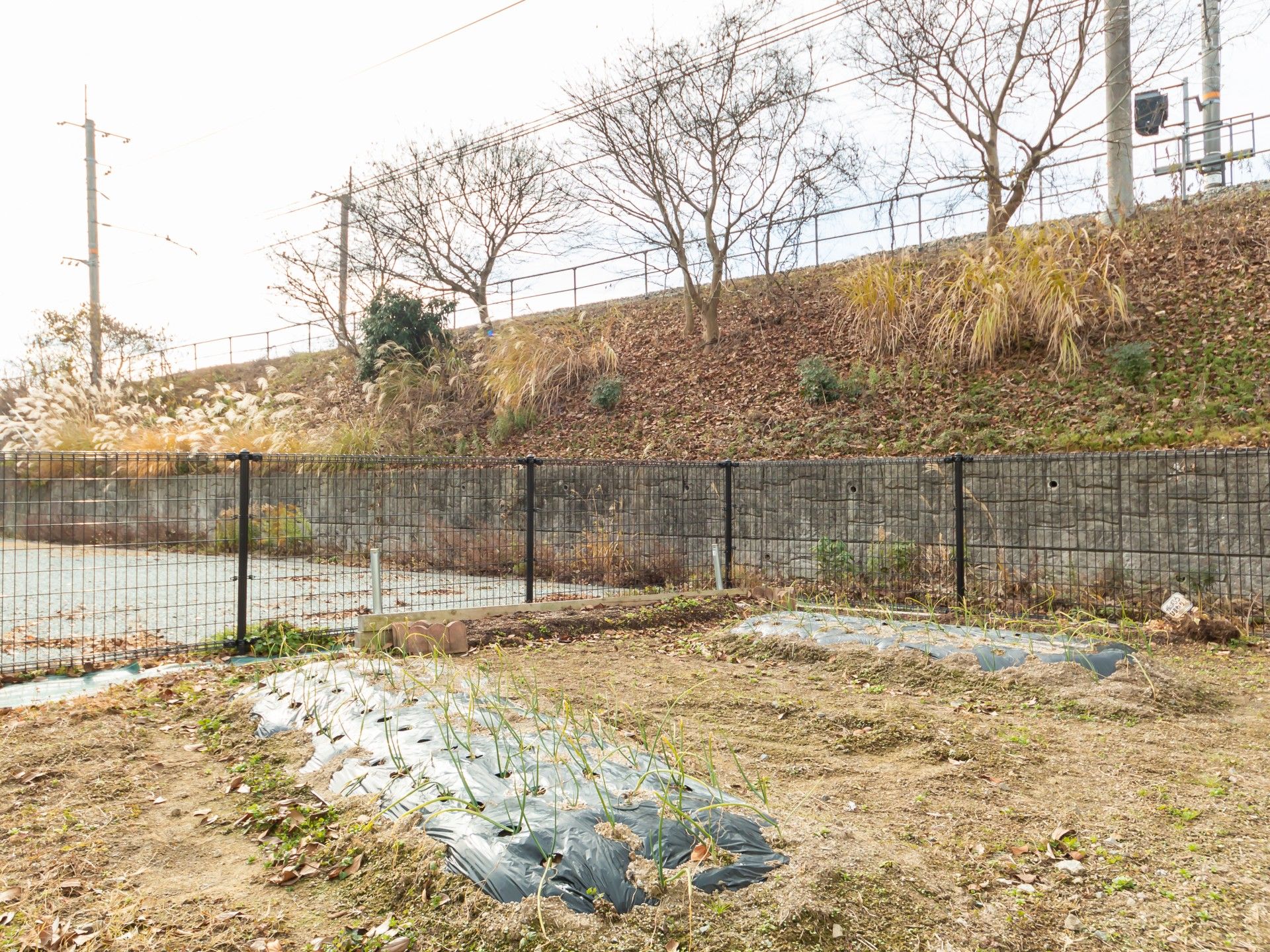 小さな畑の風景