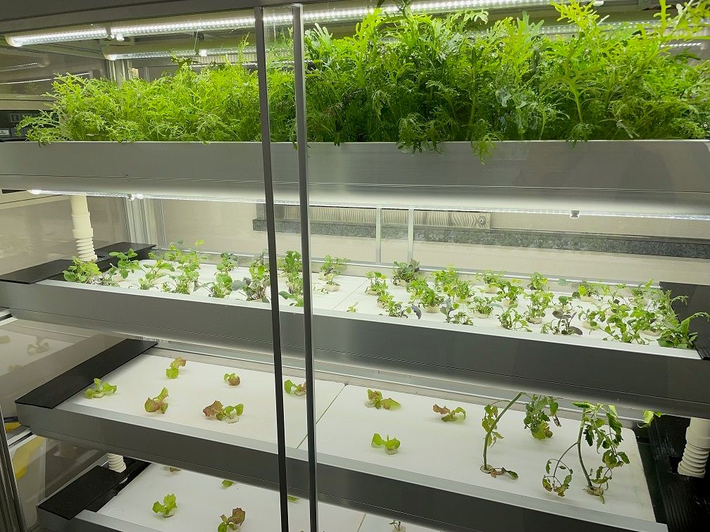 緑の植物が並べられている温室栽培