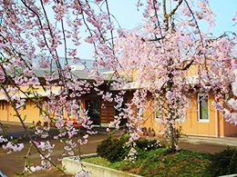 桜と建物の風景