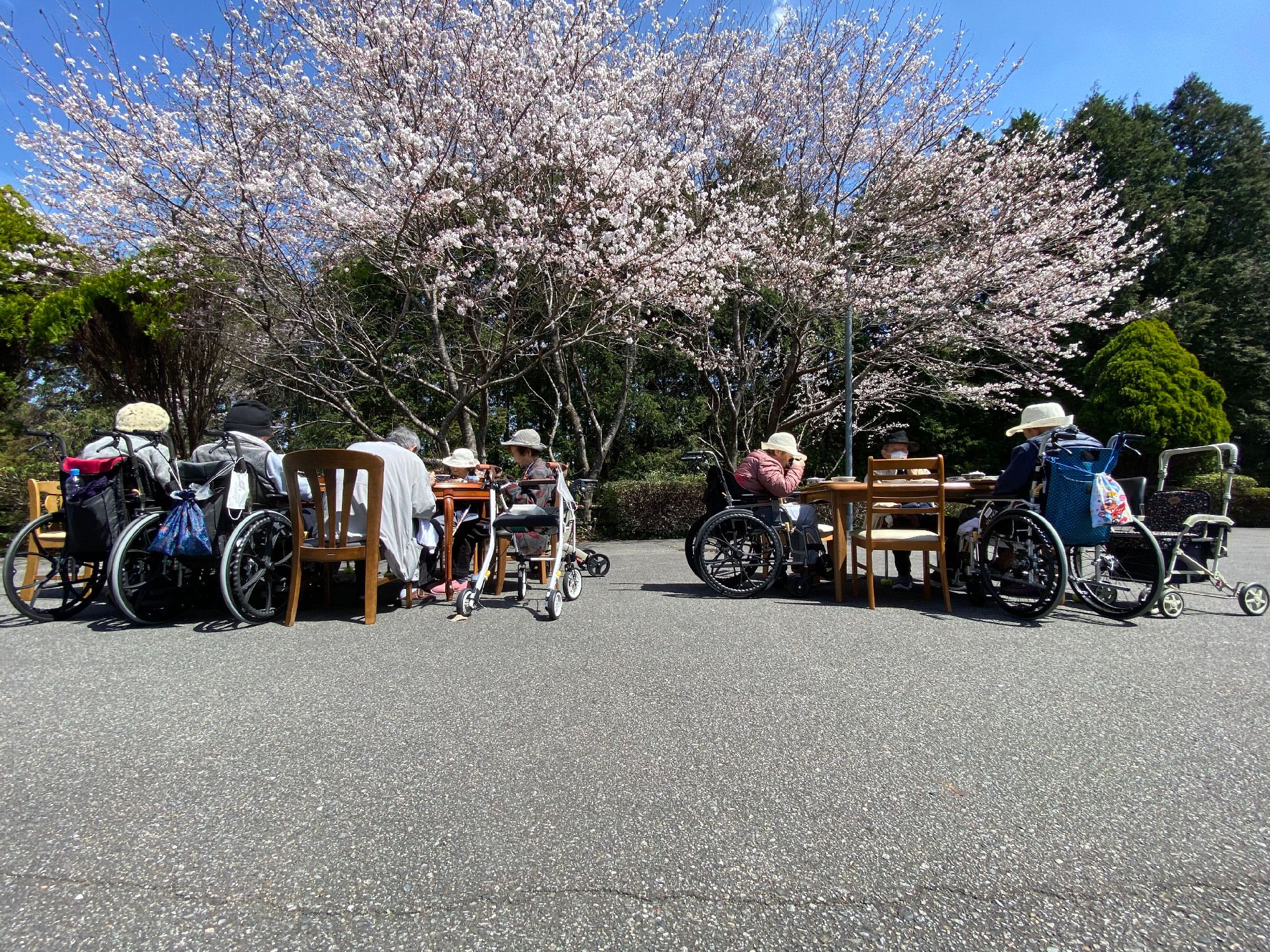 サクラの下で談話を楽しむ入居者