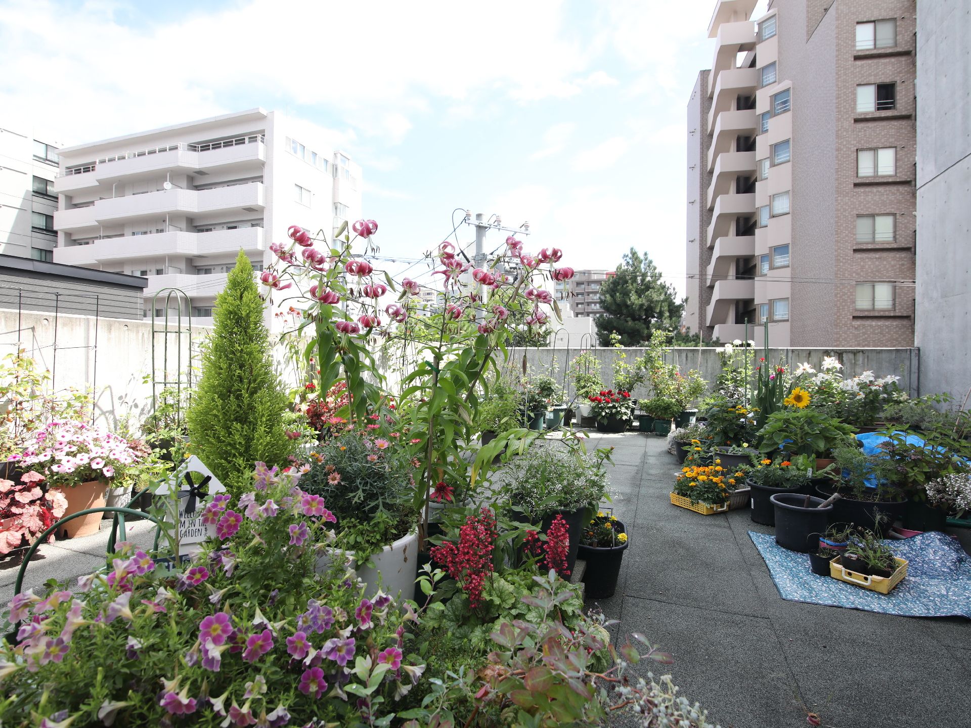 綺麗な花が揃っている屋上