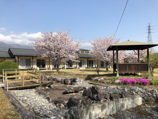 東屋と桜の花が写っている中庭の様子。広めの中庭を写したもの