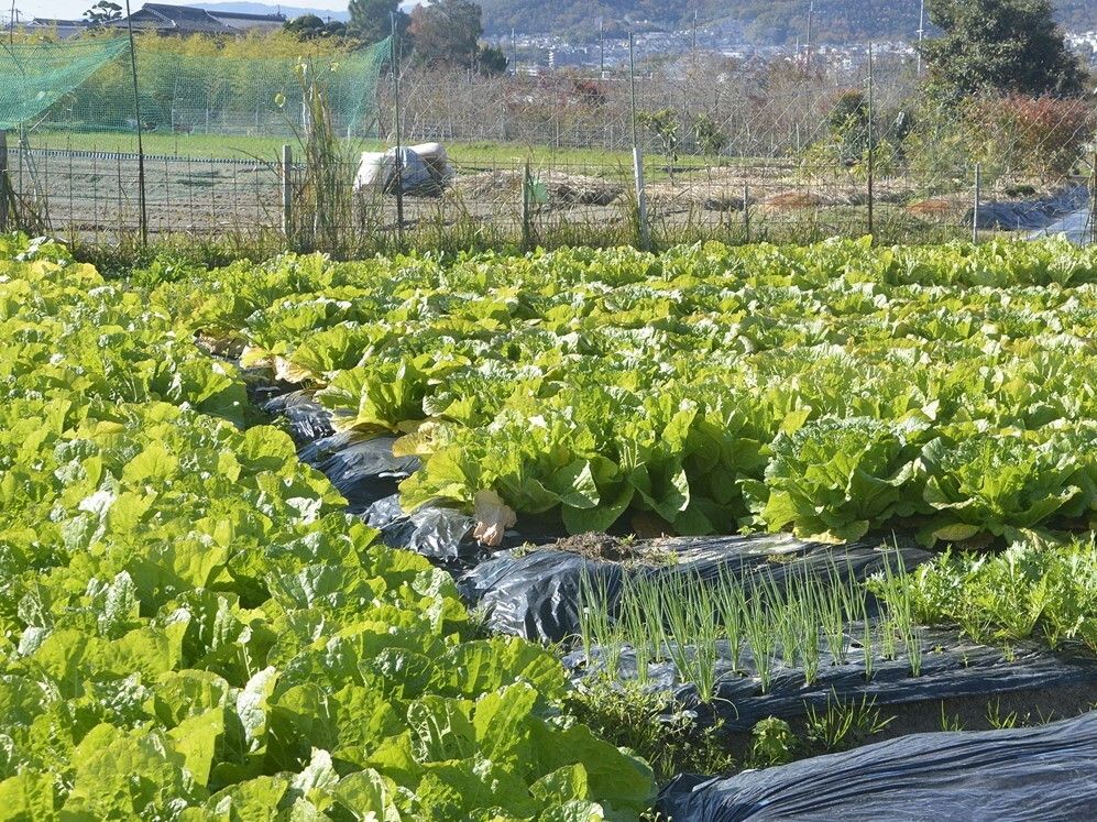 広い畑にはたくさんの白菜が植えられていて、大きく葉が開いている。ネギなども少しだが植えられている。
