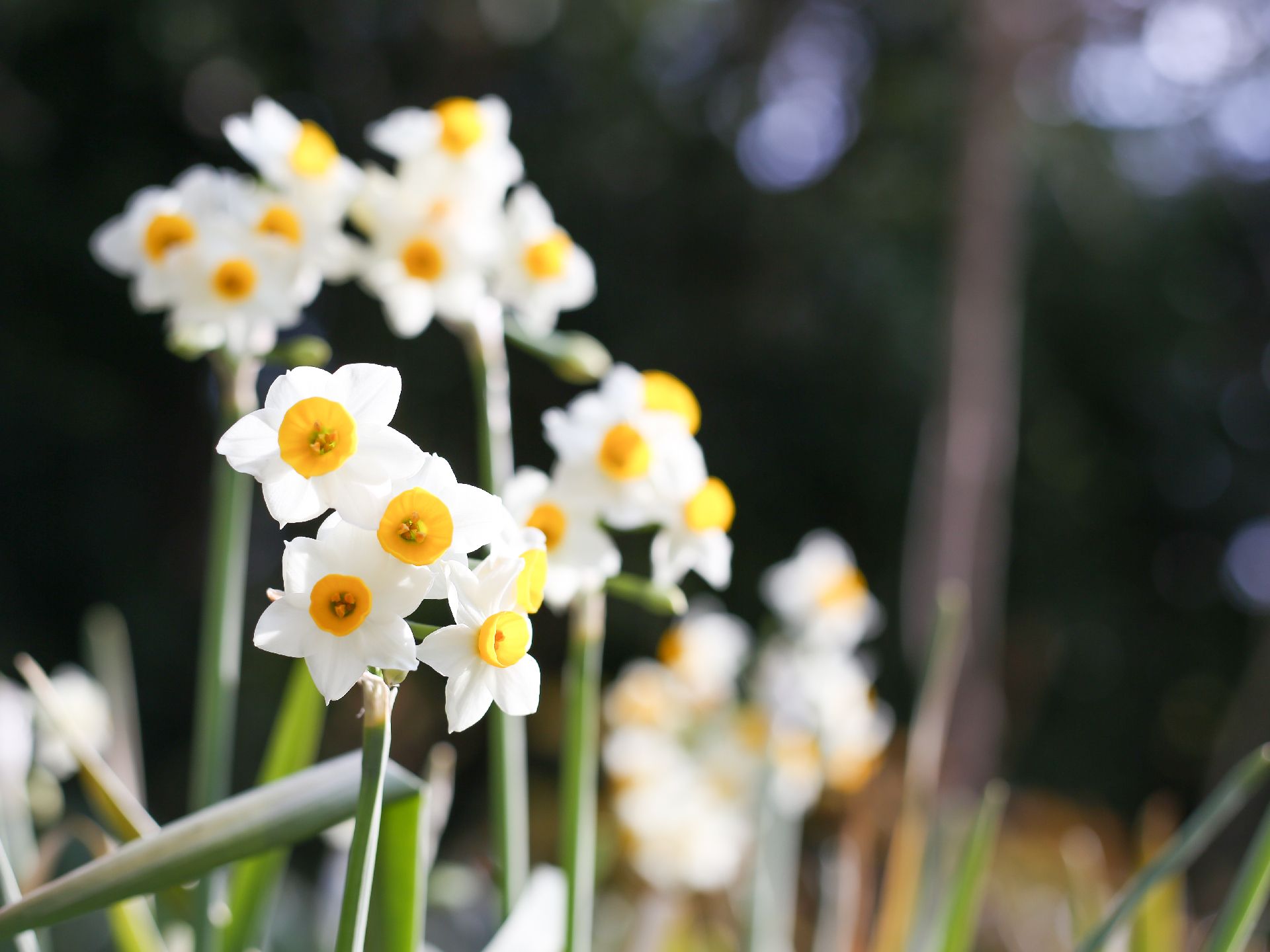 多くの花で囲まれた施設