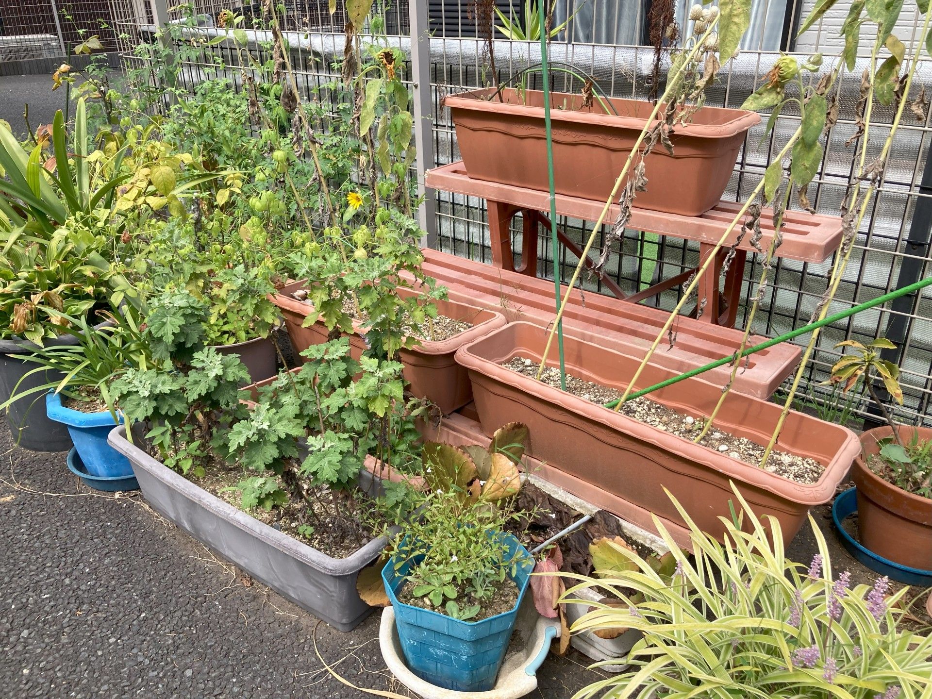 植物が育つ屋外スペース
